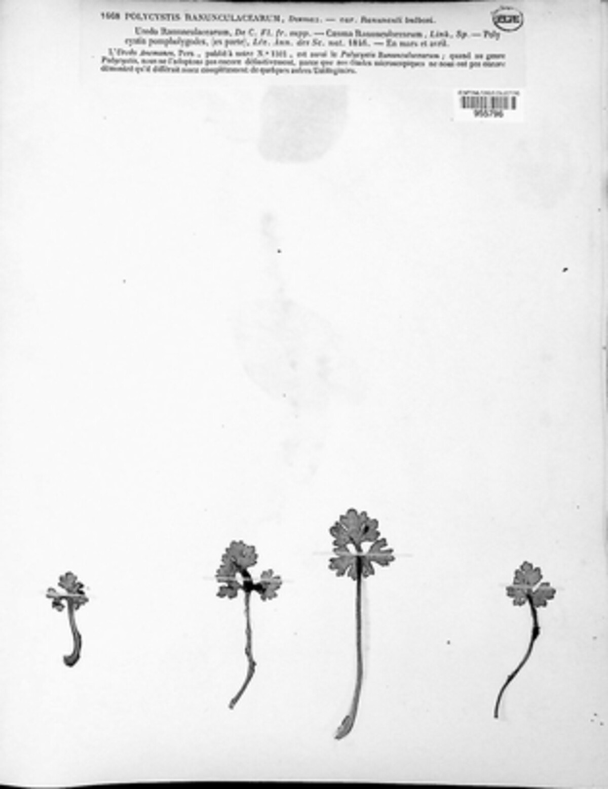 Uredo ranunculacearum image
